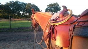 Josey Shock N Awe Sunset