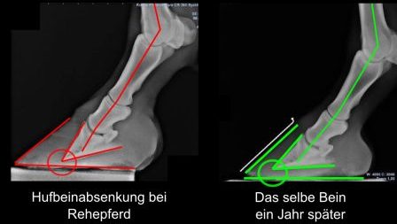 Röntgenbild Hufrehe Pferd vorher und nachher